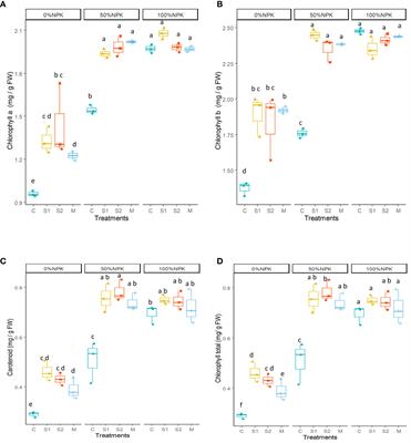 Optimizing tomato seedling growth with indigenous mangrove bacterial inoculants and reduced NPK fertilization